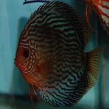 Discus Hans