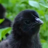 Africa Chick