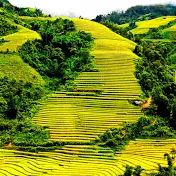 Pù Luông BamBoo