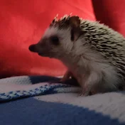 Astro The Hedgehog