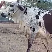 cholistani cow mandi