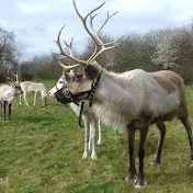 Luxlyk Reindeer Hire