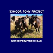 Exmoor Pony Project