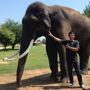 Elephant Thailand