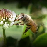 Enjoy Beekeeping