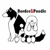 Border Poodle