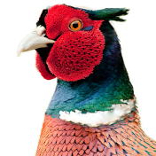 Fadak Pheasant