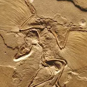 Archaeopteryx-أركيوبتركس