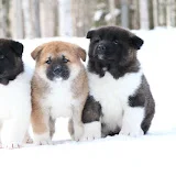 Arctic Akitas