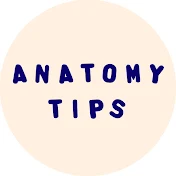 Anatomy Tips