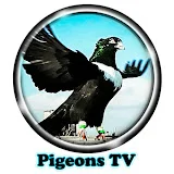 Pigeons Tv