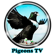 Pigeons Tv