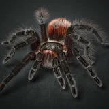 Tarantula Heaven