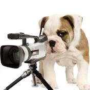 Dog Videos