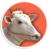 Indian Cow