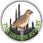 Urban Aviary