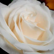 White Rose Guidance