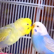 Budgie Breeder1