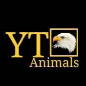 YT Animals