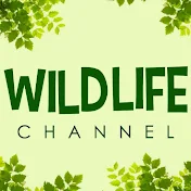 WildLife Channel