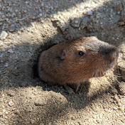 HappyGopher