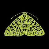 The Moth