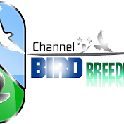 Birds Breeding