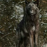 WoLf bLaCk