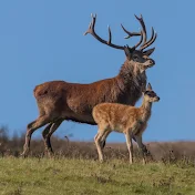 LangbeinWildlife