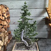 Kootenay Bonsai Canada