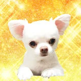 あくまでチワワチャンネル Akumade Chihuahua channel