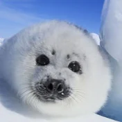 Harp Seal