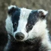 Badger Goodger