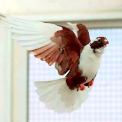 ملك الحمام العراقي والعالم pigeons