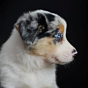 Hani Border Collie