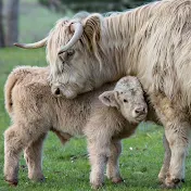 TheHighlandcattle