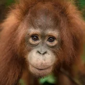 Borneo Orangutan Survival Australia ( BOSA)