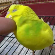 俺!ずーやん【関西で育ったインコ】