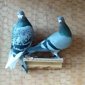 The Pigeon Loft