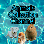 Animals Collection Channel