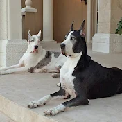 Max and Katie the Great Danes