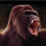 Angry gorilla