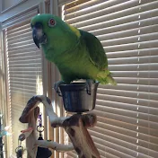 Parrot Official