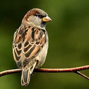 Sparrow Planet