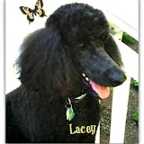 Standard Poodle Owner