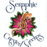 Seraphic Crested Geckos