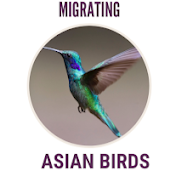Migrating Asian Birds