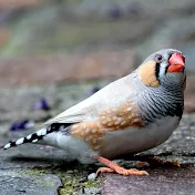 zebra finch world عالم الزيبرا فينش