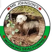 Mr Johnsons working terriers