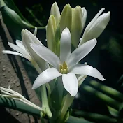 TUBEROSE